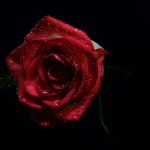 Comment mettre en valeur une rose éternelle ?